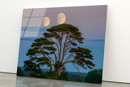 A Tree with the Moon in the Background Acrylic Glass Print Tempered Glass Wall Art 100% Made in Australia Ready to Hang