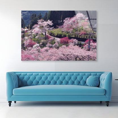 Beautiful Cherry Blossom in Japan Acrylic Glass Print Tempered Glass Wall Art 100% Made in Australia Ready to Hang