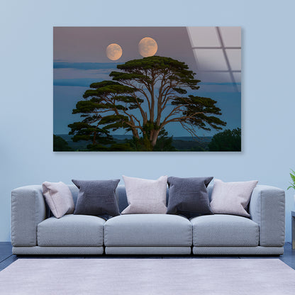 A Tree with the Moon in the Background Acrylic Glass Print Tempered Glass Wall Art 100% Made in Australia Ready to Hang