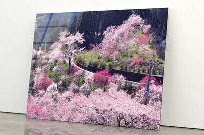 Beautiful Cherry Blossom in Japan Acrylic Glass Print Tempered Glass Wall Art 100% Made in Australia Ready to Hang