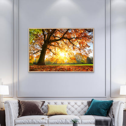 Autumn Tree with Sunshine Photograph Print 100% Australian Made