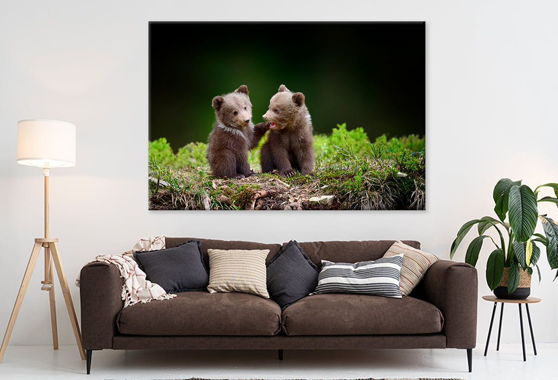 Two Brown Bear Cubs in Forest  Wall Art Decor 100% Australian Made