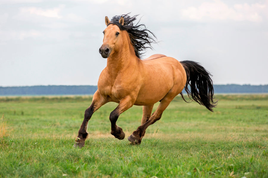 Horse Running in A Field with A Sky Background Home Decor Premium Quality Poster Print Choose Your Sizes