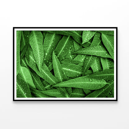 Water Droplets on Bunch of Leaves Home Decor Premium Quality Poster Print Choose Your Sizes