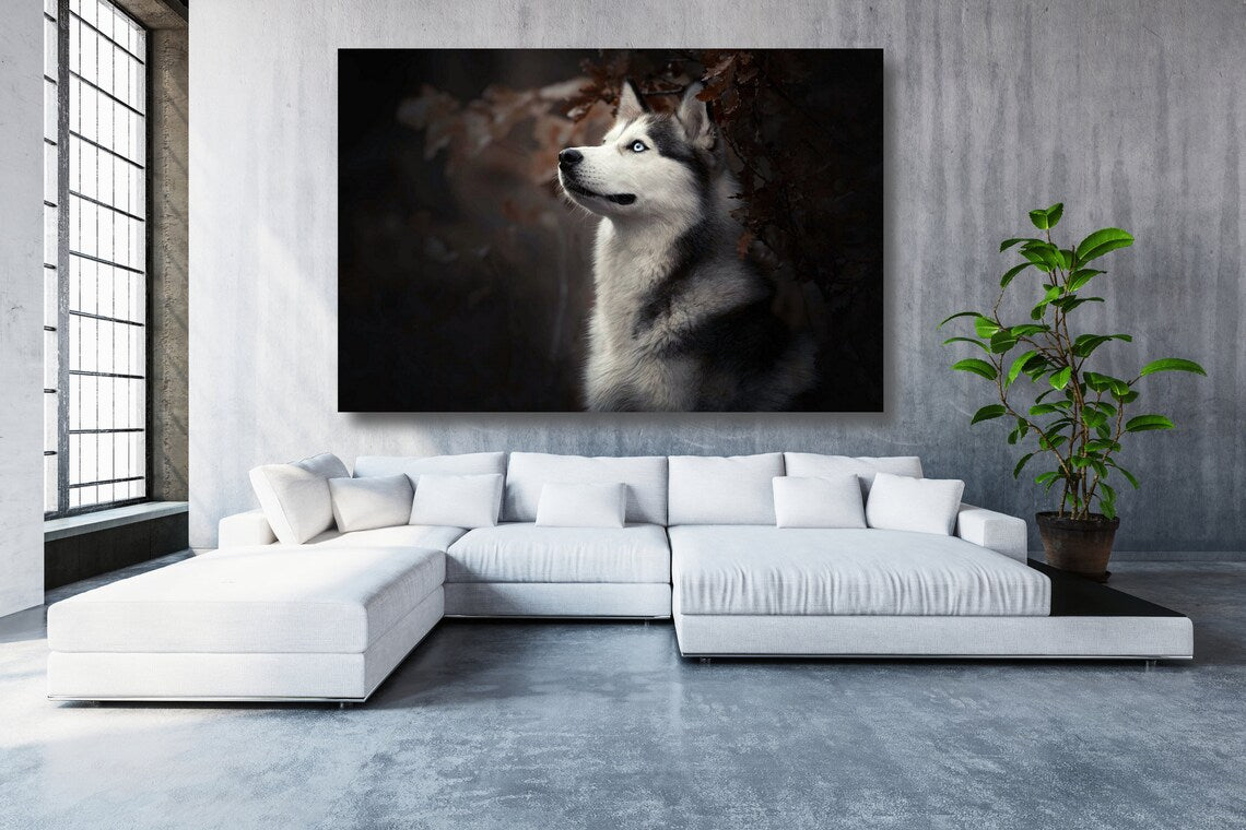 Siberian Husky Acrylic Glass Print Tempered Glass Wall Art 100% Made in Australia Ready to Hang