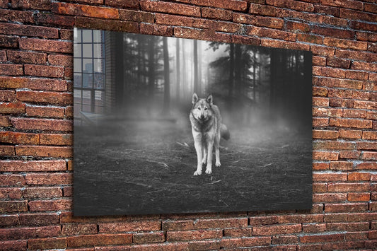 Wolf in Forest B&W UV Direct Aluminum Print Australian Made Quality