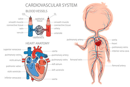 Blood Circulatory System in Kid Body Home Decor Premium Quality Poster Print Choose Your Sizes