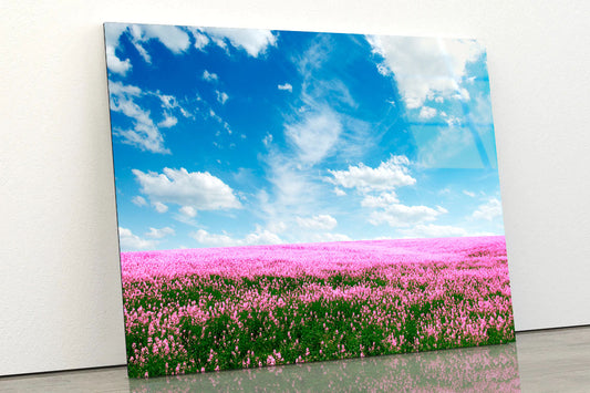 Spring Pink Flower Field Acrylic Glass Print Tempered Glass Wall Art 100% Made in Australia Ready to Hang
