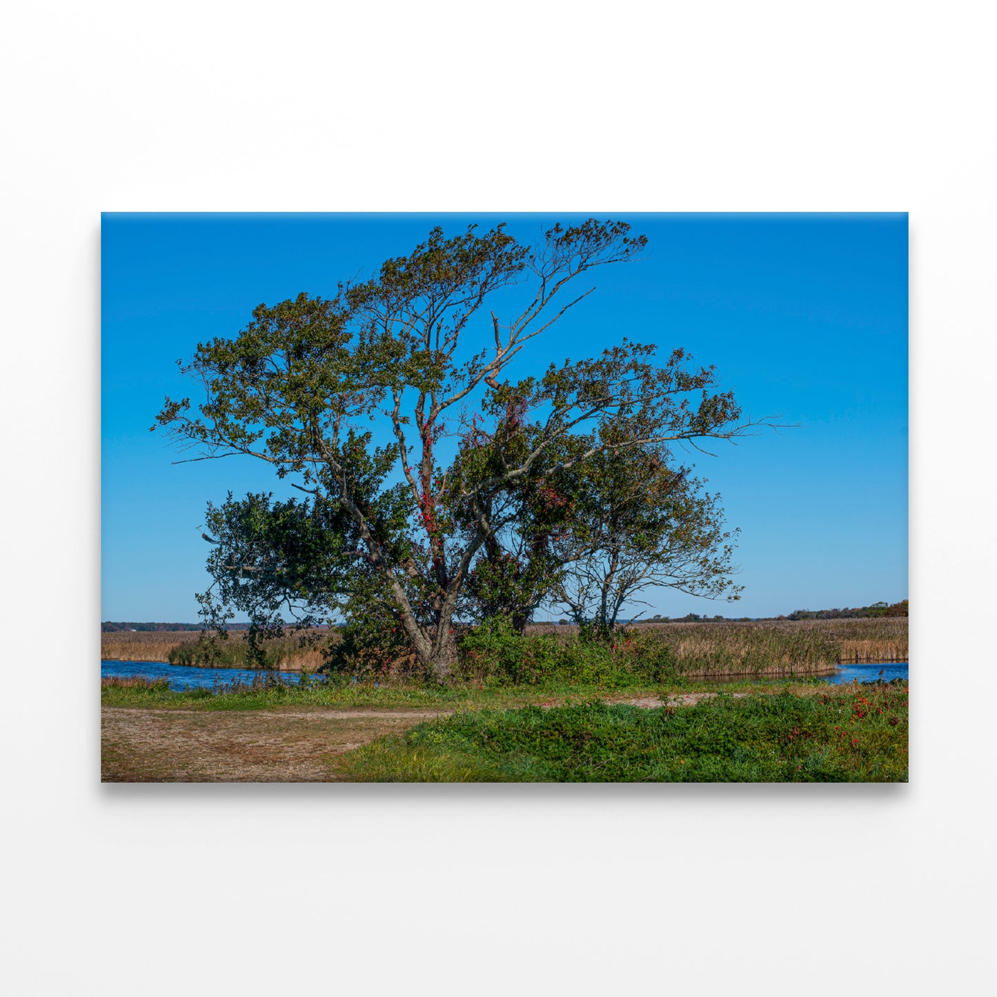 A Tree Standing In a Field on an Autumn Day Print 100% Australian Made