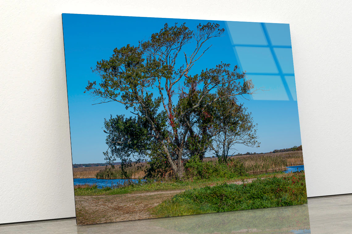 A Tree Standing In a Field on an Autumn Day Acrylic Glass Print Tempered Glass Wall Art 100% Made in Australia Ready to Hang