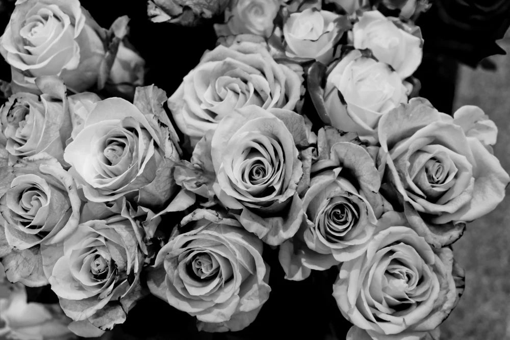 Rose Flowers B&W Photograph 90x60cm Print 100% Australian Made