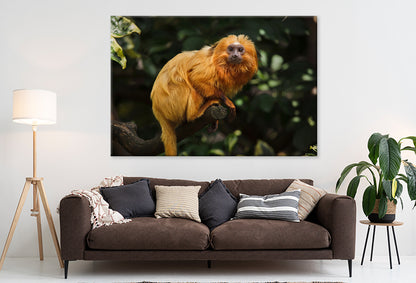 Golden Lion Tamarin in Nature Wall Art Decor 100% Australian Made