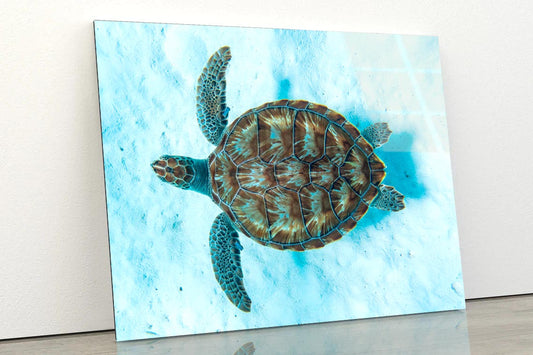 Green Sea Turtle Swimming Acrylic Glass Print Tempered Glass Wall Art 100% Made in Australia Ready to Hang