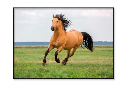 Horse Running in A Field with A Sky Background Home Decor Premium Quality Poster Print Choose Your Sizes