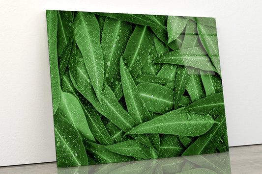 Water Droplets on Bunch of Leaves Acrylic Glass Print Tempered Glass Wall Art 100% Made in Australia Ready to Hang