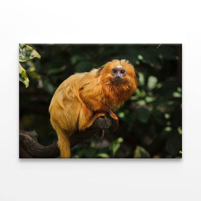 Golden Lion Tamarin in Nature Wall Art Decor 100% Australian Made
