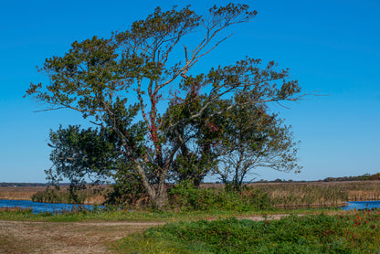 A Tree Standing In a Field on an Autumn Day Print 100% Australian Made