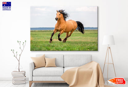 Horse Running in A Field with A Sky Background Wall Art Decor 100% Australian Made