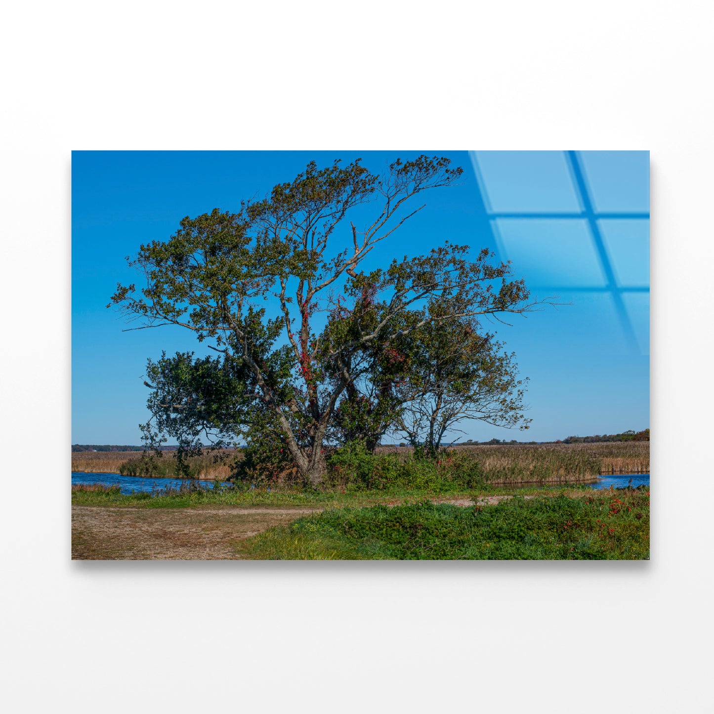 A Tree Standing In a Field on an Autumn Day Acrylic Glass Print Tempered Glass Wall Art 100% Made in Australia Ready to Hang