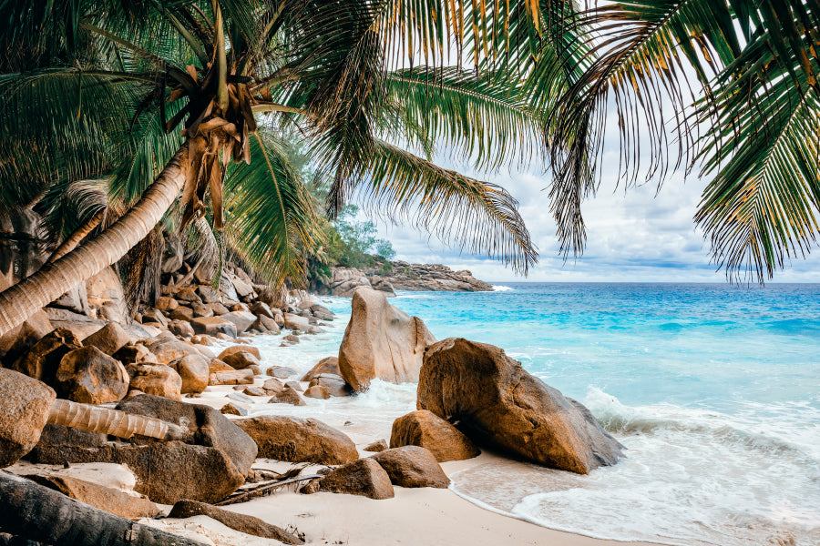 Rocks And Palm Trees Along the Shore Home Decor Premium Quality Poster Print Choose Your Sizes