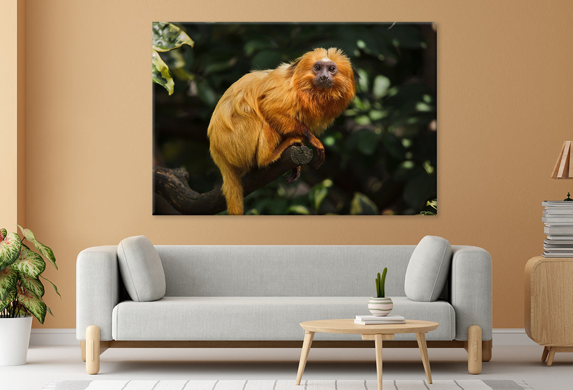 Golden Lion Tamarin in Nature Wall Art Decor 100% Australian Made