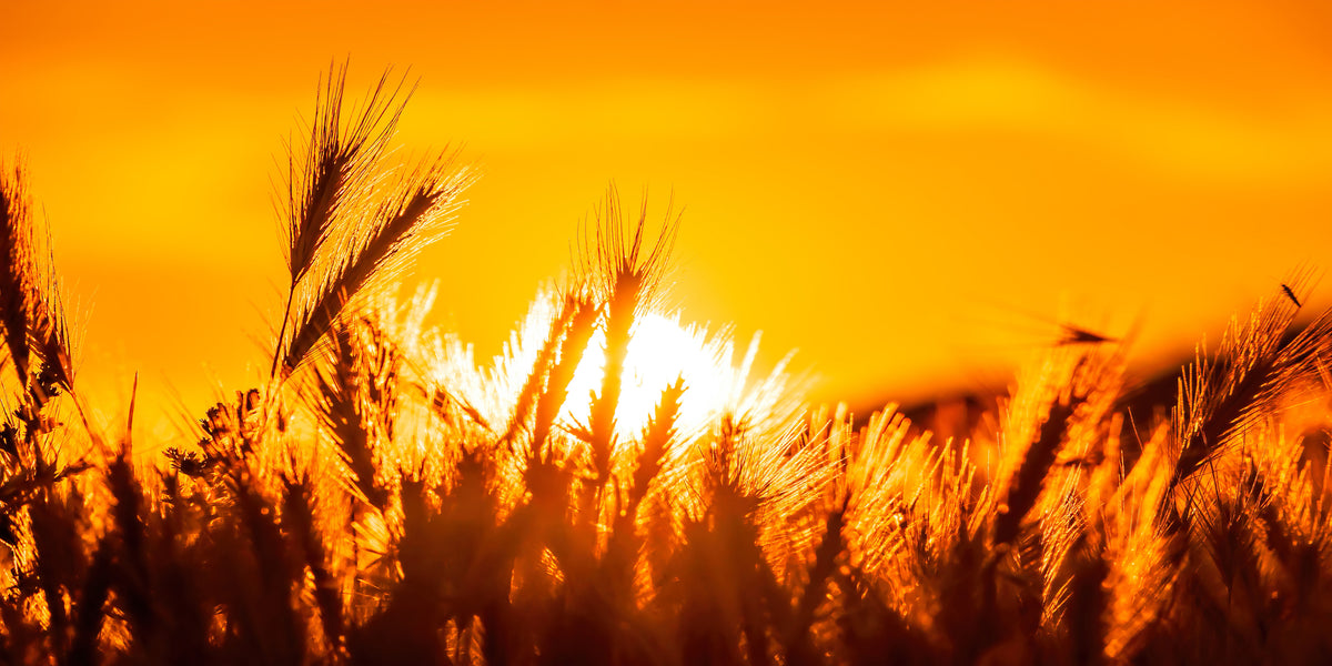 Field With Wild Grasses Sunset Wall Art Canvas Office Home Room Framed 120x60cm