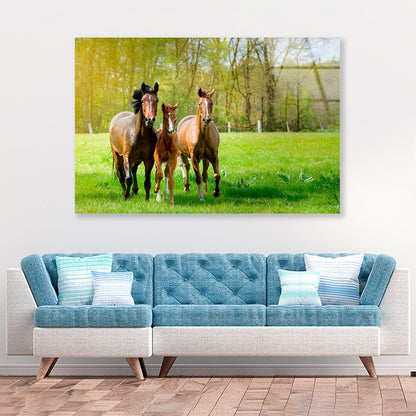 Horses Frolic Happily In a Sun-Drenched Paddock Acrylic Glass Print Tempered Glass Wall Art 100% Made in Australia Ready to Hang