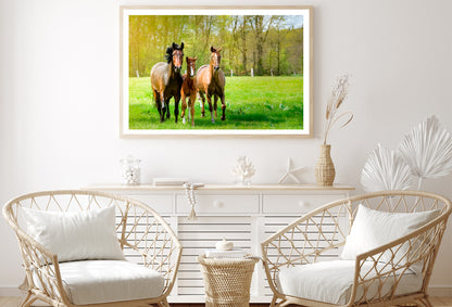 Horses Frolic Happily In a Sun-Drenched Paddock Home Decor Premium Quality Poster Print Choose Your Sizes