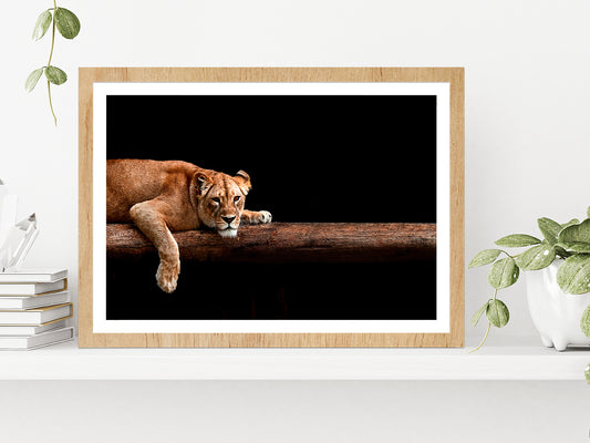 Lioness Portrait In The Dark Glass Framed Wall Art, Ready to Hang Quality Print With White Border Oak