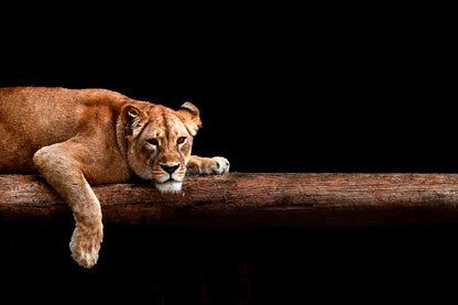 Lioness Portrait In The Dark Glass Framed Wall Art, Ready to Hang Quality Print