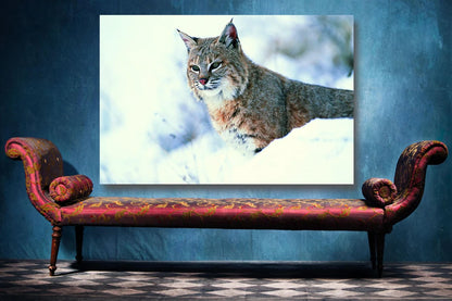 Lynx Wall Art UV Direct Aluminum Print Australian Made Quality