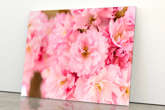 Blossoming Pink Flowers Acrylic Glass Print Tempered Glass Wall Art 100% Made in Australia Ready to Hang