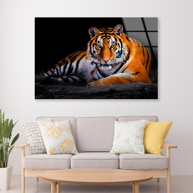 Closeup Of Siberian Tiger  Acrylic Glass Print Tempered Glass Wall Art 100% Made in Australia Ready to Hang