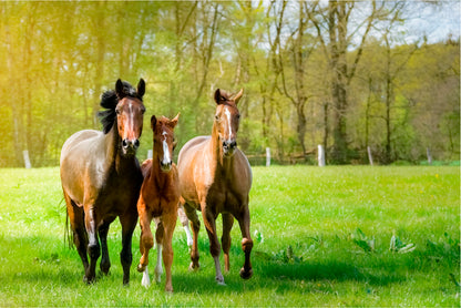 Horses Frolic Happily In a Sun-Drenched Paddock Home Decor Premium Quality Poster Print Choose Your Sizes