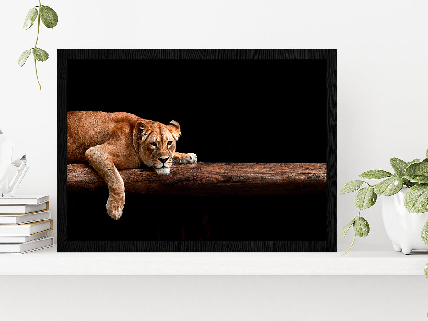 Lioness Portrait In The Dark Glass Framed Wall Art, Ready to Hang Quality Print Without White Border Black