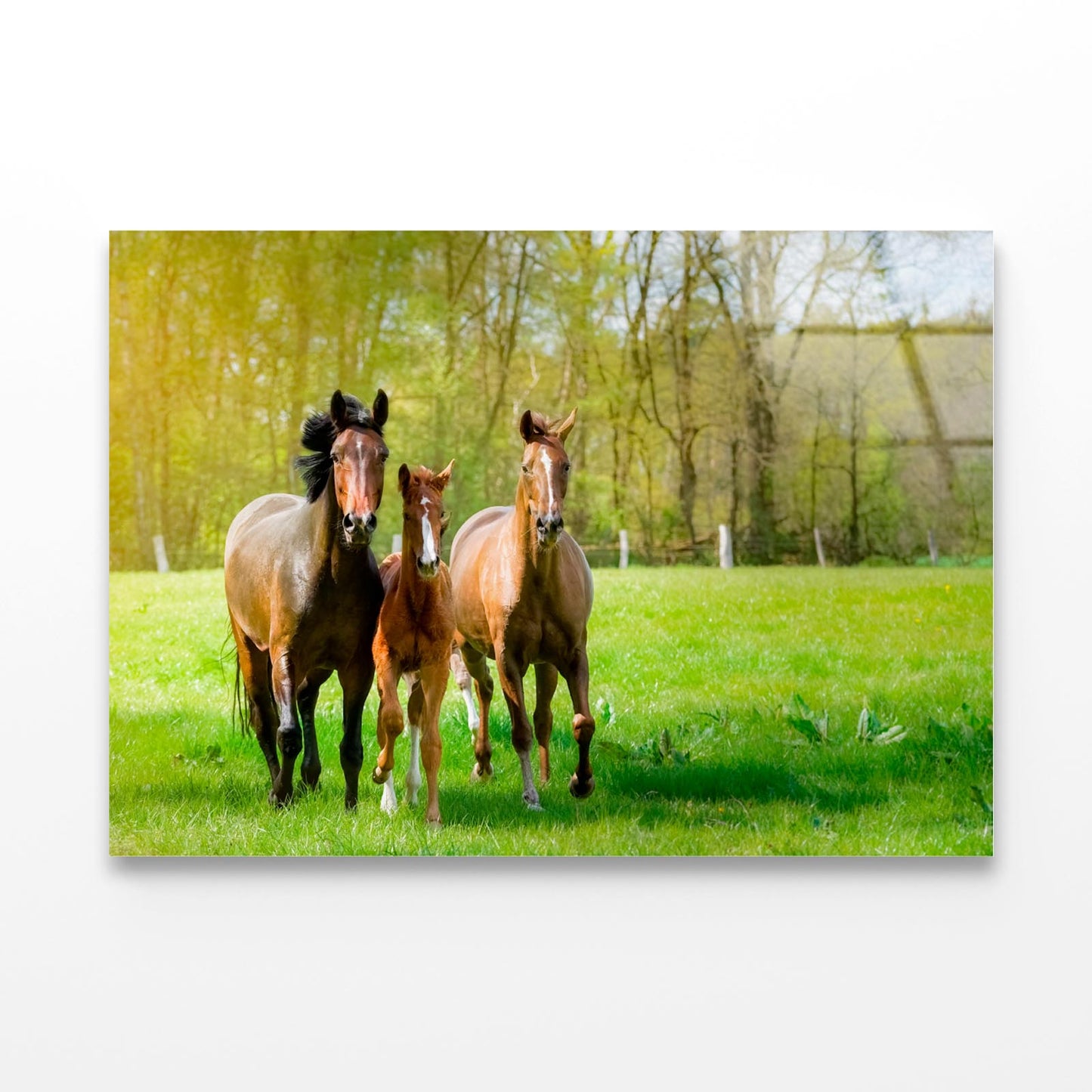 Horses Frolic Happily In a Sun-Drenched Paddock Acrylic Glass Print Tempered Glass Wall Art 100% Made in Australia Ready to Hang