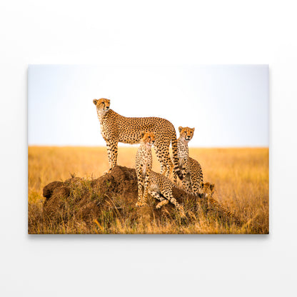Cheetahs Watching Prey Park Tanzania Wall Art Decor 100% Australian Made