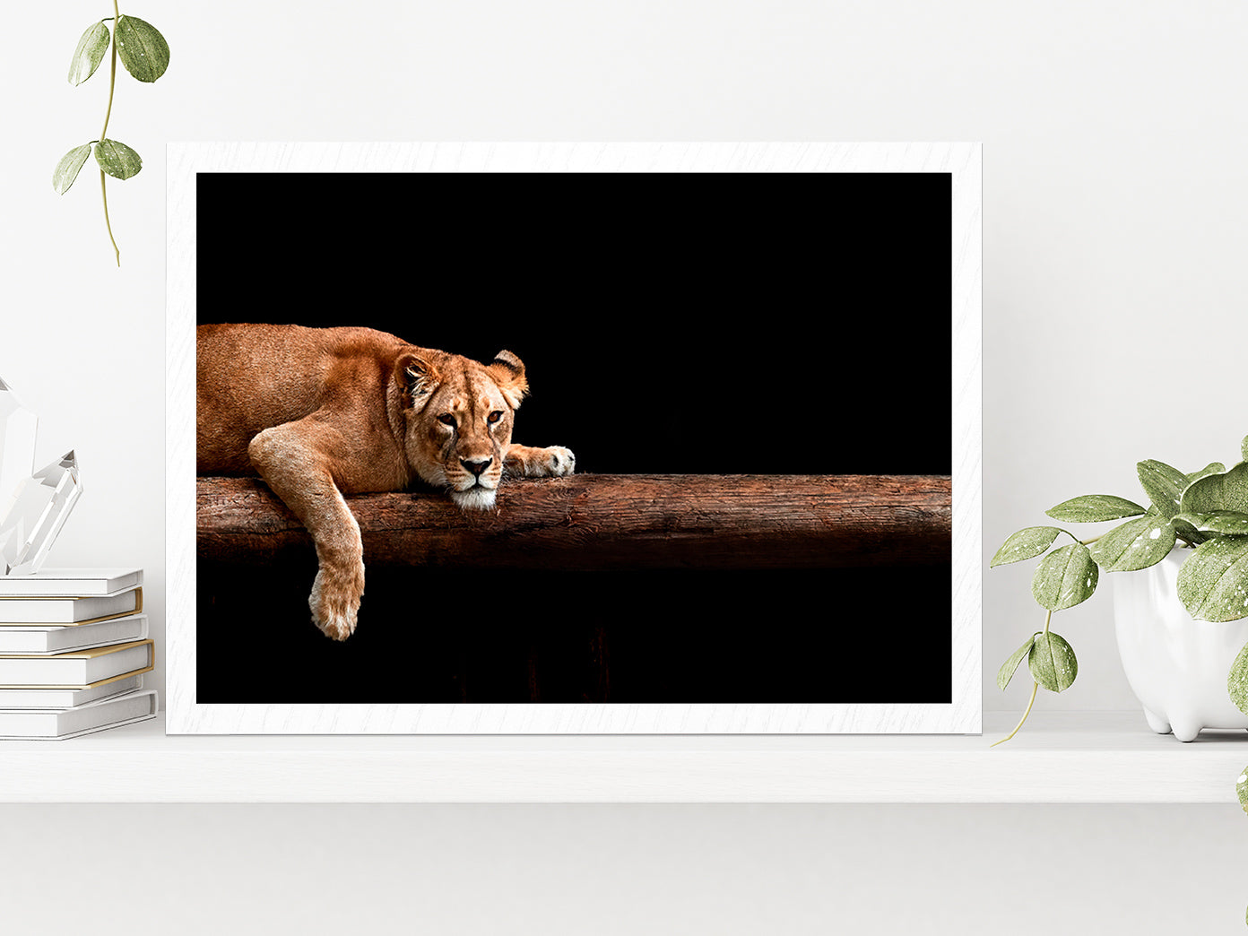 Lioness Portrait In The Dark Glass Framed Wall Art, Ready to Hang Quality Print Without White Border White