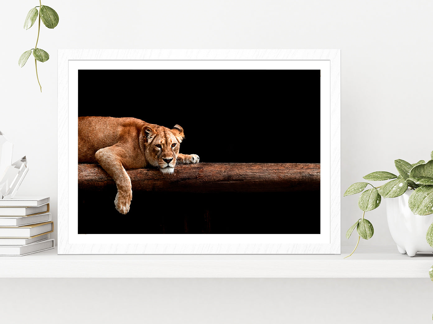 Lioness Portrait In The Dark Glass Framed Wall Art, Ready to Hang Quality Print With White Border White