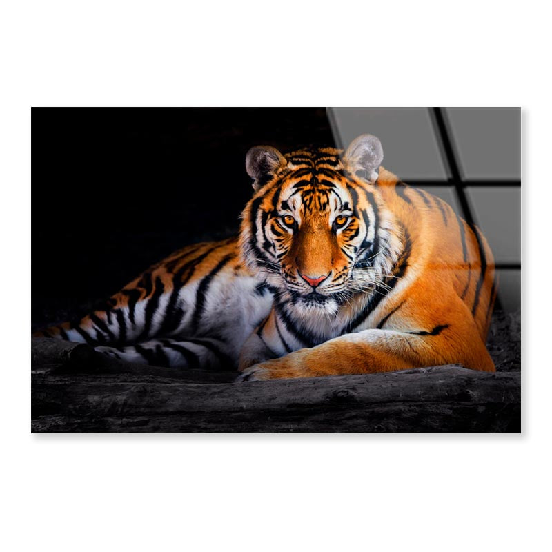 Closeup Of Siberian Tiger  Acrylic Glass Print Tempered Glass Wall Art 100% Made in Australia Ready to Hang