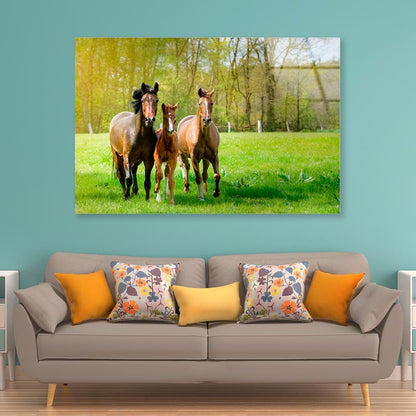 Horses Frolic Happily In a Sun-Drenched Paddock Acrylic Glass Print Tempered Glass Wall Art 100% Made in Australia Ready to Hang