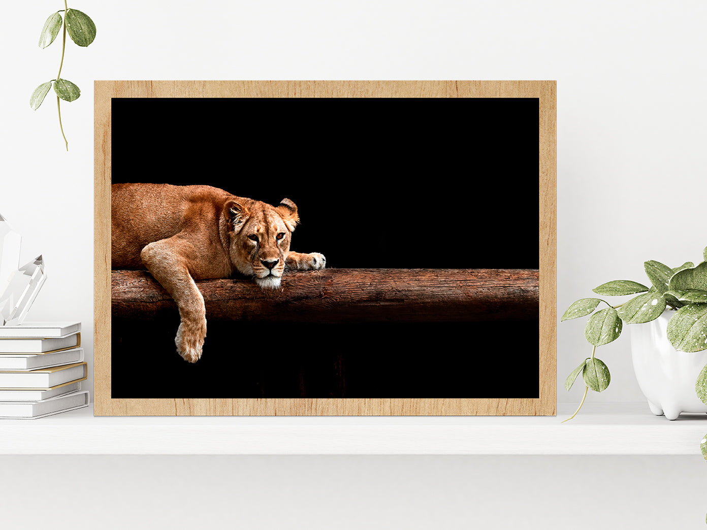 Lioness Portrait In The Dark Glass Framed Wall Art, Ready to Hang Quality Print Without White Border Oak