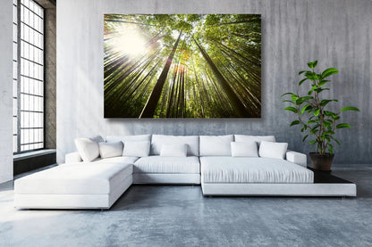 Tree Canopy Night Sky UV Direct Aluminum Print Australian Made Quality