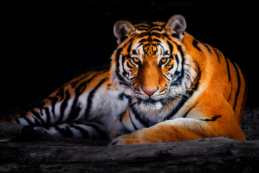 Closeup Of Siberian Tiger  Acrylic Glass Print Tempered Glass Wall Art 100% Made in Australia Ready to Hang