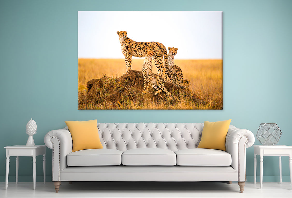 Cheetahs Watching Prey Park Tanzania Wall Art Decor 100% Australian Made