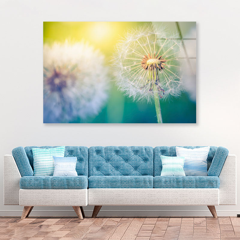 Closeup of Dandelion Acrylic Glass Print Tempered Glass Wall Art 100% Made in Australia Ready to Hang