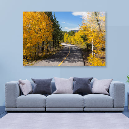 Yellow Aspens Trees in Colorado Acrylic Glass Print Tempered Glass Wall Art 100% Made in Australia Ready to Hang