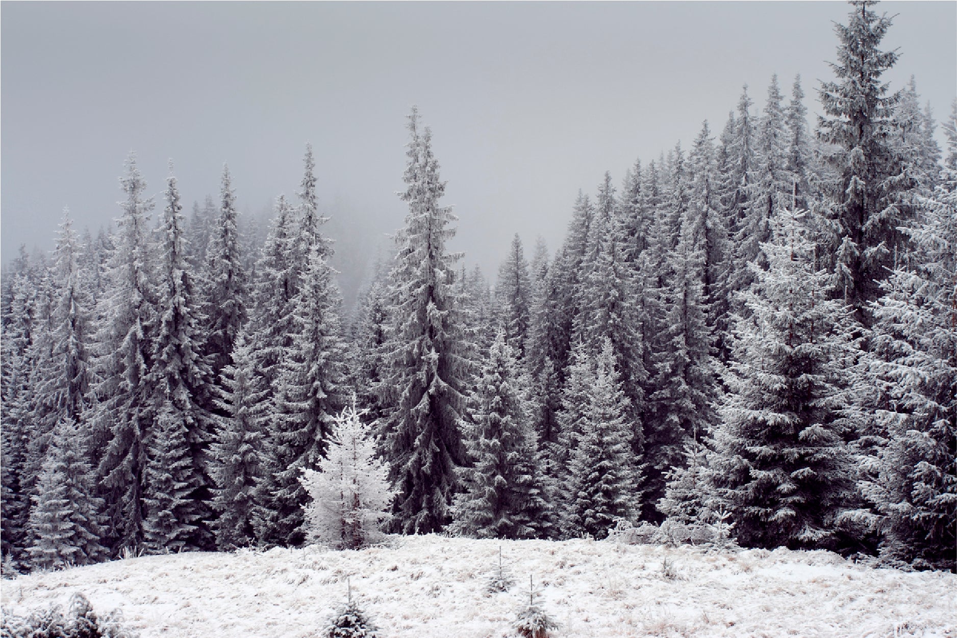 Trees Covered With Fresh Snow Print 100% Australian Made