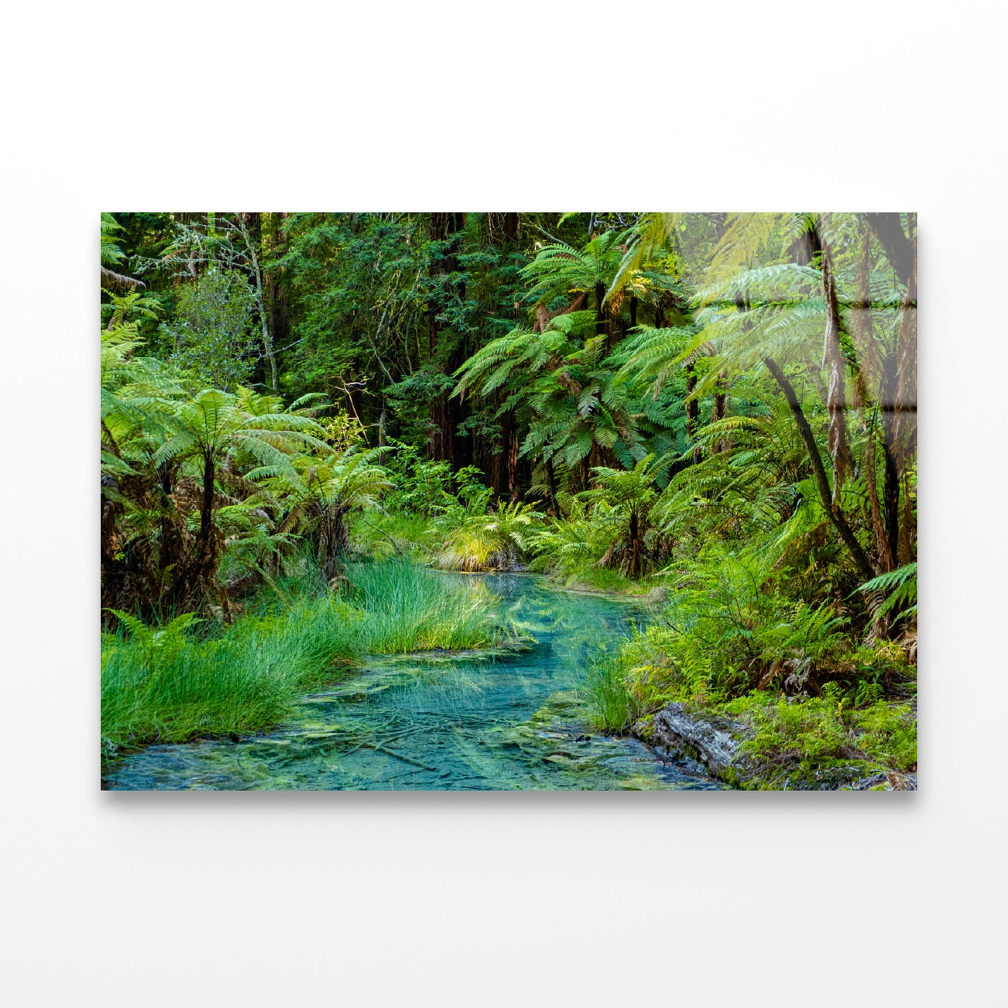 River in Whakarewarewa Forest Acrylic Glass Print Tempered Glass Wall Art 100% Made in Australia Ready to Hang