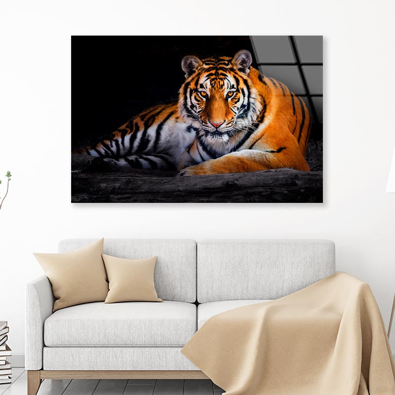 Closeup Of Siberian Tiger  Acrylic Glass Print Tempered Glass Wall Art 100% Made in Australia Ready to Hang